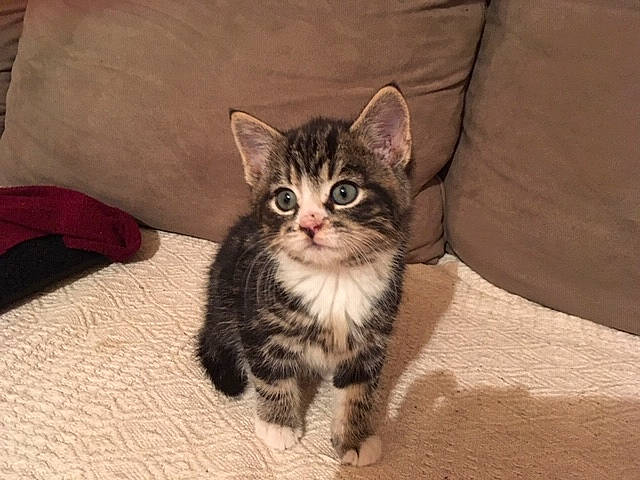 Tiger Stripes participe au concours pour gagner de l'argent avec cette photo : cardboard, carnivore, cat, claw, comfort, domestic_short_haired_cat, felidae, flooring, fur, grey, hardwood, paw, sitting, small_to_medium_sized_cats, snout, tail, terrestrial_animal, whiskers, wood