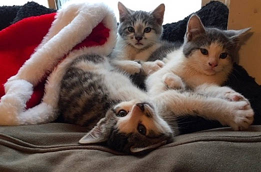 Moustach is registered to the contest to win money with this photo: carnivore, cat, cat_bed, claw, comfort, domestic_short_haired_cat, fawn, felidae, fur, nap, paw, room, small_to_medium_sized_cats, snout, tail, whiskers