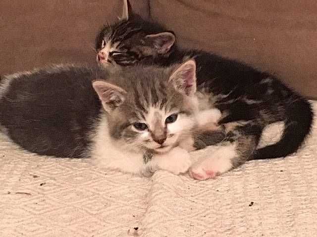 Moustach is registered to the contest to win money with this photo: carnivore, cat, claw, comfort, domestic_short_haired_cat, felidae, fur, paw, photo_caption, small_to_medium_sized_cats, snout, tail, whiskers