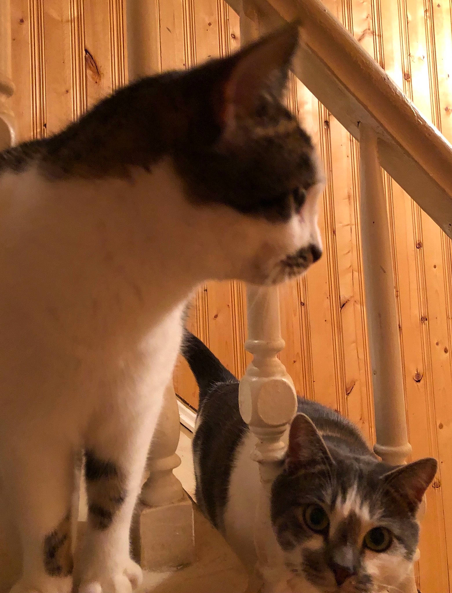 Moustach joined the competition — help win amazing prizes! animal_shelter, carnivore, cat, cat_supply, domestic_short_haired_cat, felidae, fur, mammal, paw, pet_supply, photography, small_to_medium_sized_cats, snapshot, snout, tail, terrestrial_animal, vertebrate, whiskers, white, wood