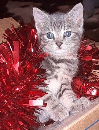 Kitty Vitty a rejoint le concours — aidez-le/la à gagner de superbes lots ! art, birman, carnivore, cat, cat_supply, cat_toy, domestic_short_haired_cat, event, felidae, fur, magenta, pattern, paw, pet_supply, small_to_medium_sized_cats, tail, whiskers