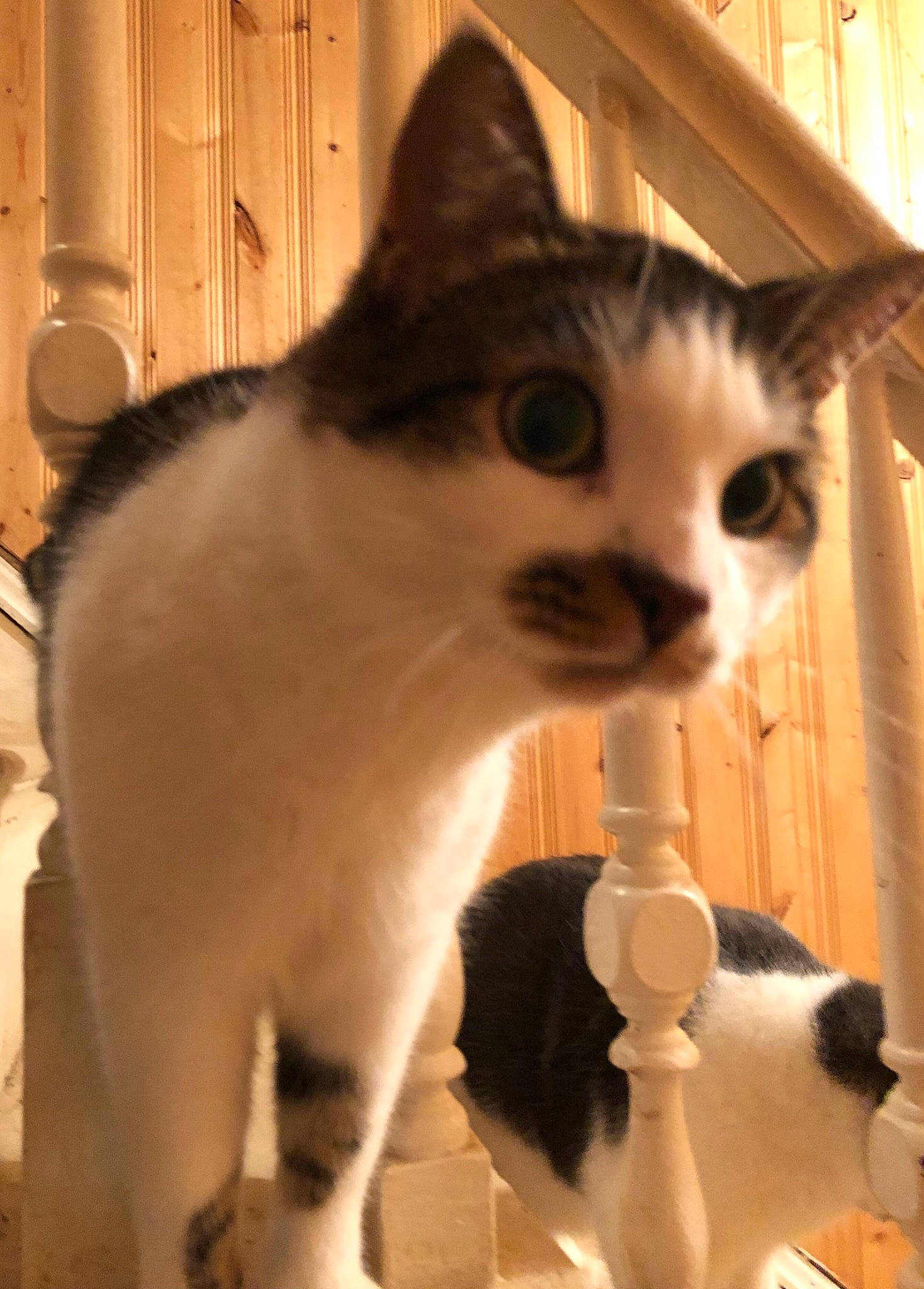 Baby is registered to the contest to win money with this photo: cabinetry, carnivore, cat, claw, domestic_short_haired_cat, door, felidae, fur, mammal, paw, pet_supply, small_to_medium_sized_cats, snout, tail, whiskers, window, wood