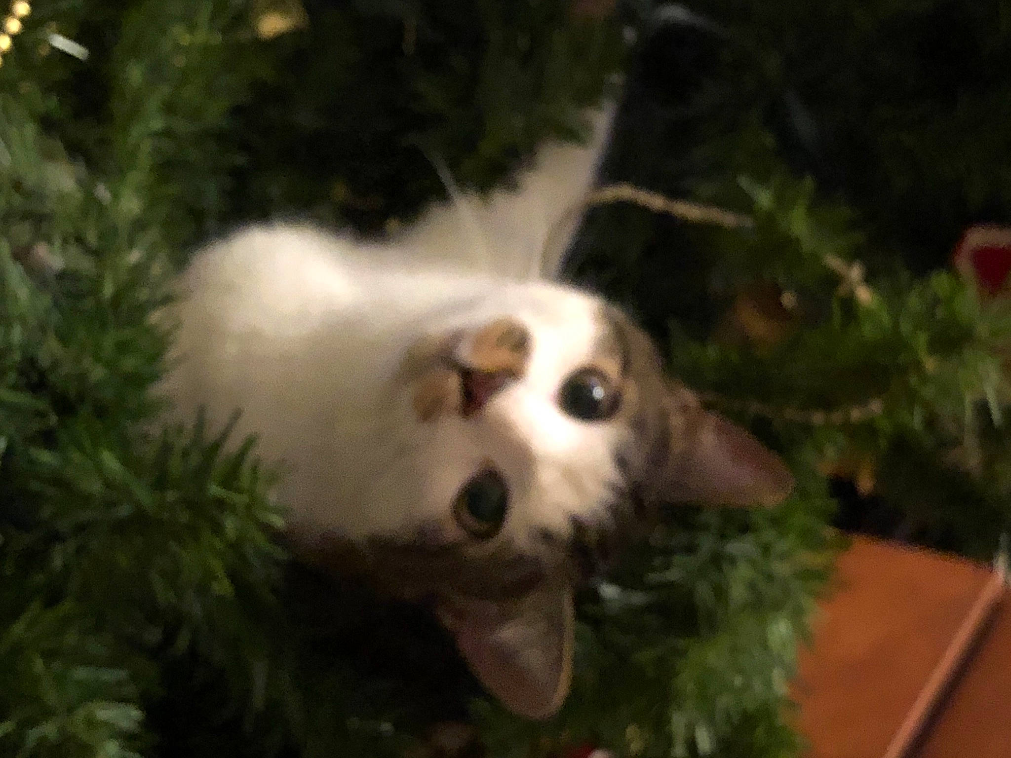 Baby is registered to the contest to win money with this photo: canidae, carnivore, companion_dog, conifer, dog, dog_breed, event, evergreen, fir, forest, fur, grass, jungle, snout, sporting_group, terrestrial_animal, terrestrial_plant, whiskers, wildlife, working_animal