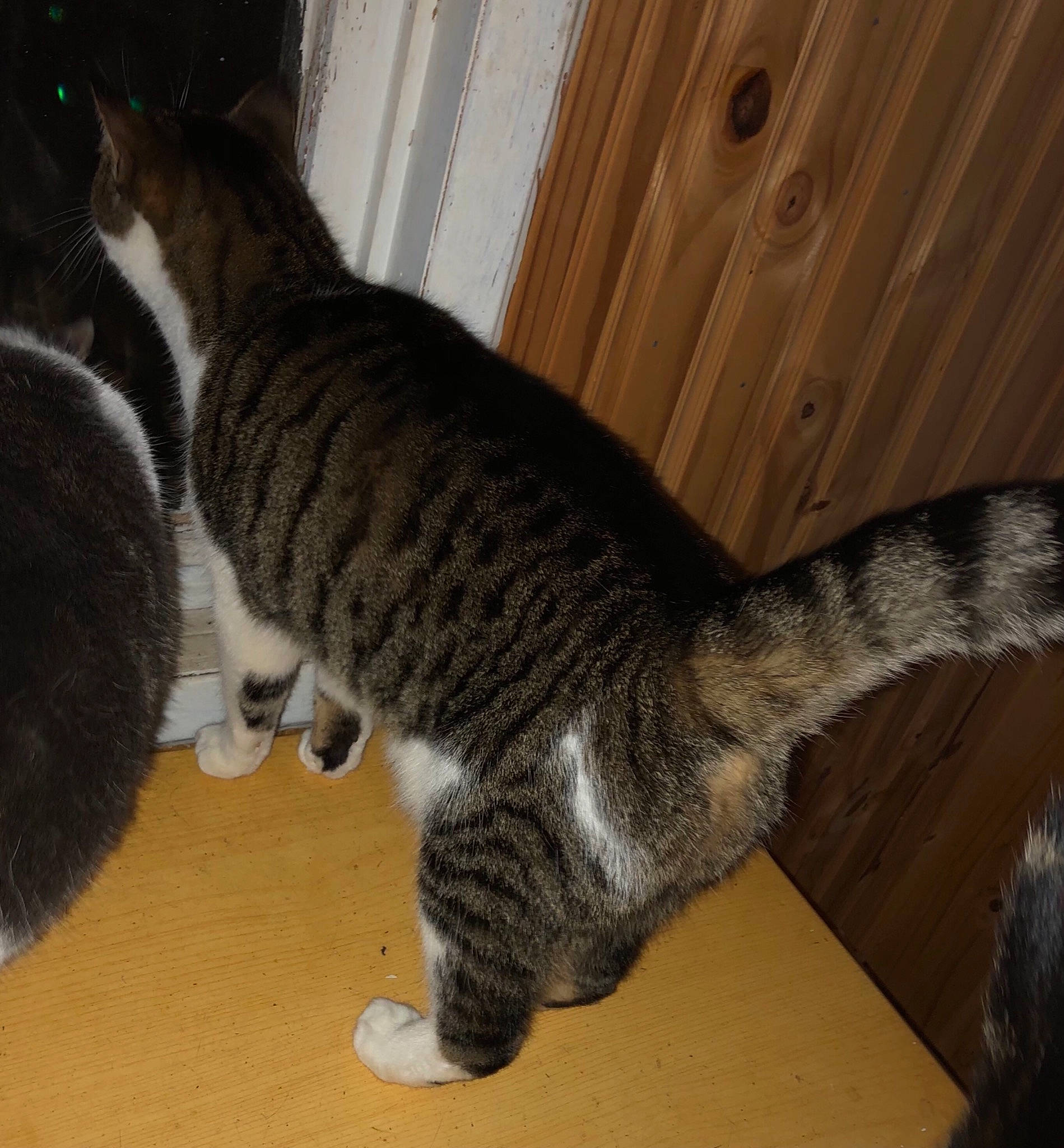 Baby joined the competition — help win amazing prizes! carnivore, cat, claw, domestic_short_haired_cat, door, felidae, fur, paw, small_to_medium_sized_cats, snout, tail, terrestrial_animal, whiskers, window, wood