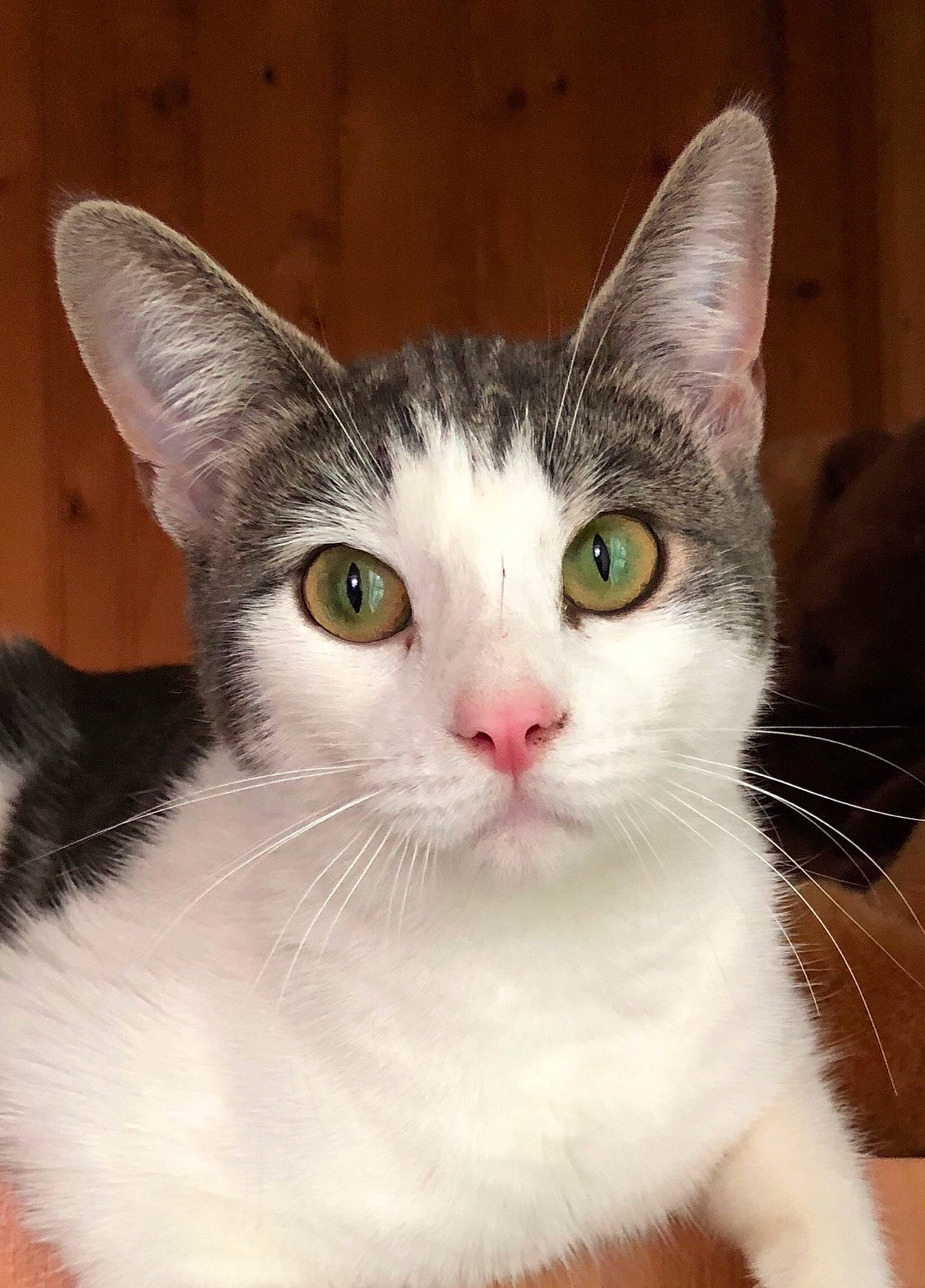 Peeps joined the competition — help win amazing prizes! box, carnivore, cat, domestic_short_haired_cat, eye, felidae, fur, head, iris, paw, small_to_medium_sized_cats, snout, whiskers