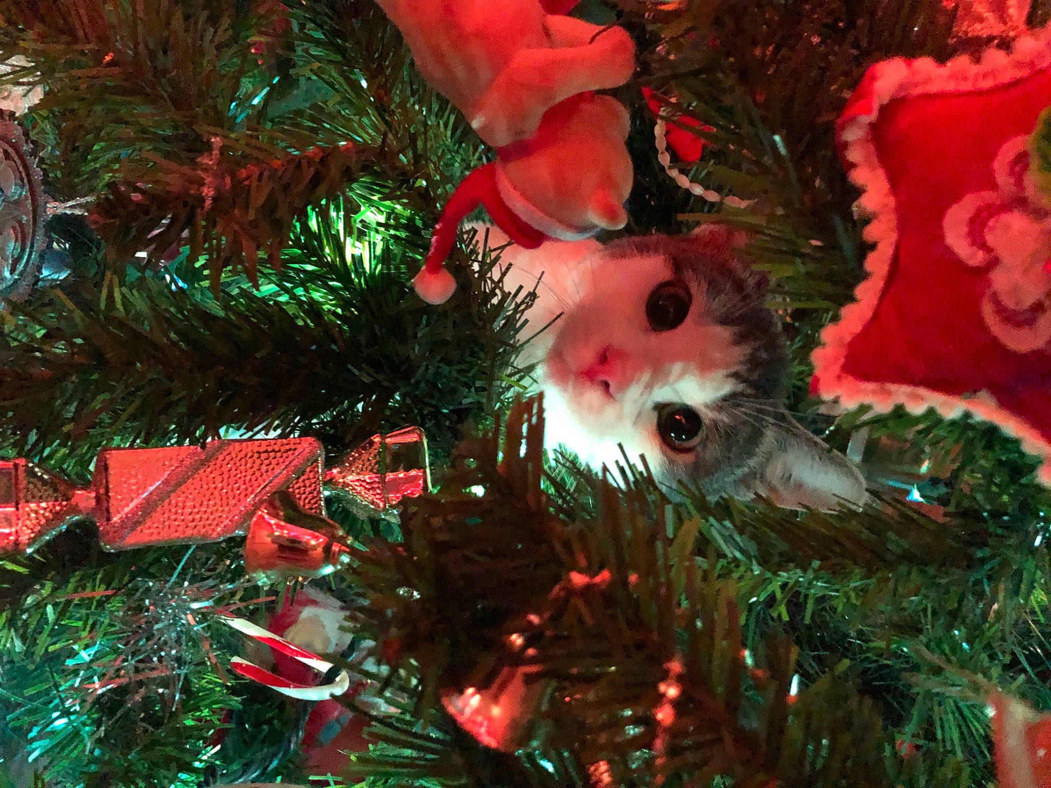 Peeps is registered to the contest to win money with this photo: branch, carmine, christmas, christmas_decoration, christmas_eve, christmas_ornament, christmas_tree, conifer, event, evergreen, holiday, holiday_ornament, interior_design, ornament, plant, snowman, toy, tradition, tree, woody_plant