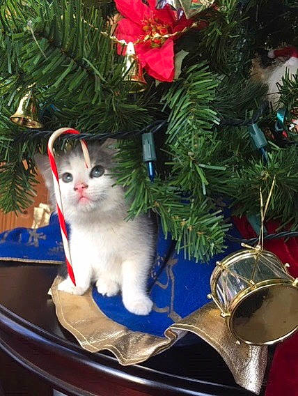 Peeps joined the competition — help win amazing prizes! branch, carnivore, cat, christmas_decoration, christmas_ornament, christmas_tree, event, evergreen, felidae, grass, holiday_ornament, idiophone, light, ornament, plant, small_to_medium_sized_cats, tail, tree, whiskers, window