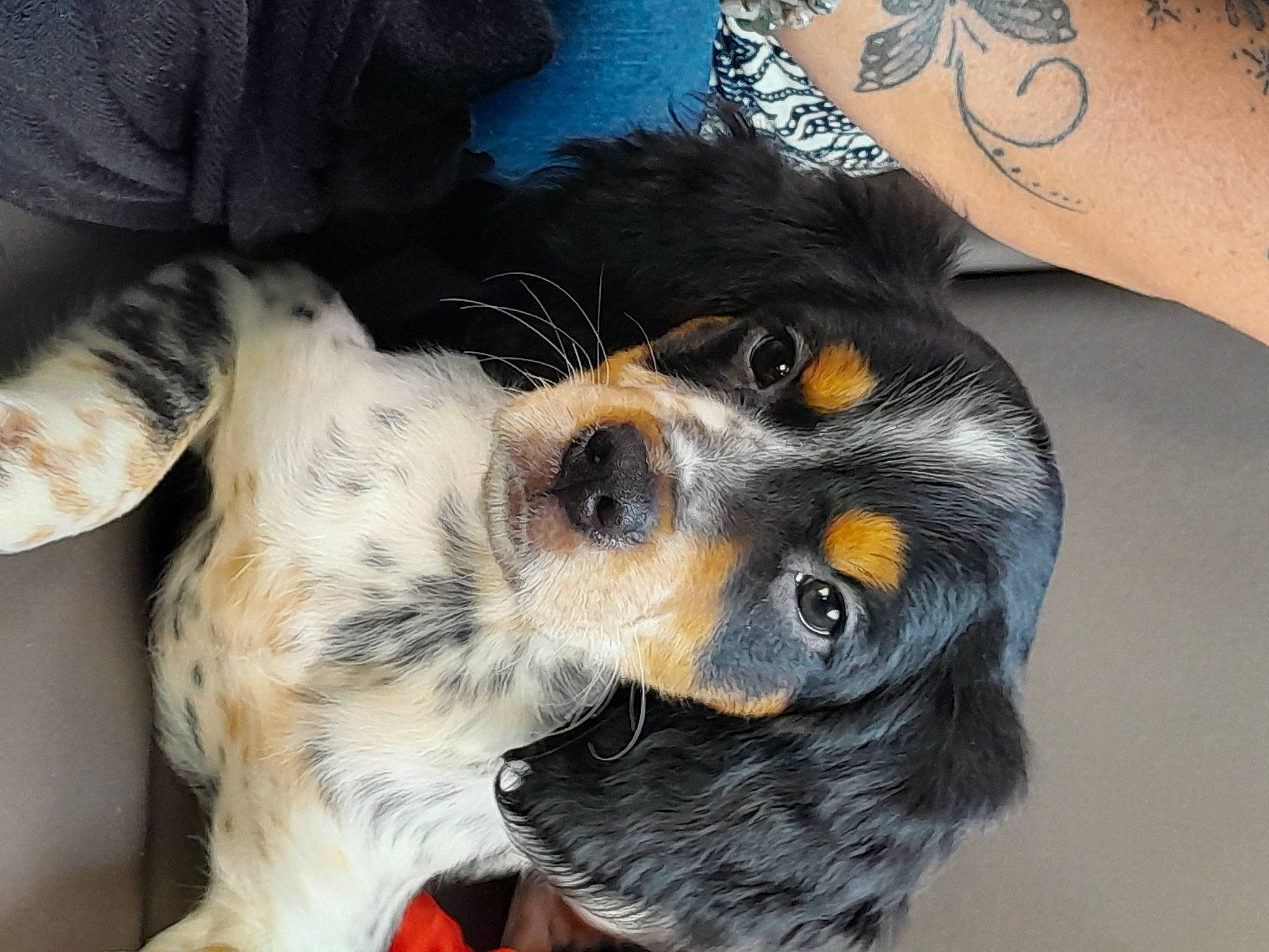 Tyson participe au concours pour gagner de l'argent avec cette photo : canidae, carnivore, companion_dog, dog, dog_breed, ear, fur, paw, puppy, snout, sporting_group, toy_dog, whiskers, working_animal, working_dog