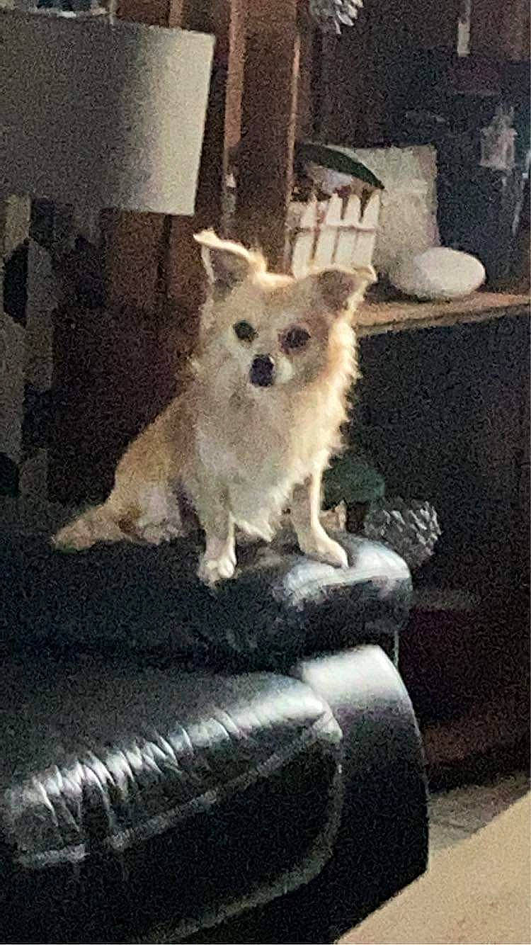 Caramel participe au concours pour gagner de l'argent avec cette photo : canidae, carnivore, companion_dog, couch, dog, dog_breed, dog_supply, fawn, felidae, fur, furniture, small_terrier, small_to_medium_sized_cats, snout, sporting_group, tail, terrier, toy_dog, whiskers, working_animal