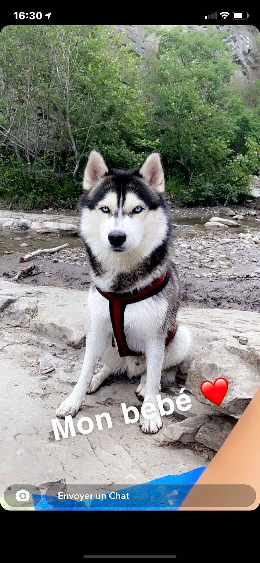 Spirit participe au concours pour gagner de l'argent avec cette photo : ancient_dog_breeds, canidae, canis, carnivore, collar, companion_dog, dog, dog_breed, fawn, fur, non_sporting_group, plant, siberian_husky, sled_dog, snout, sporting_group, tail, tree, working_animal, working_dog