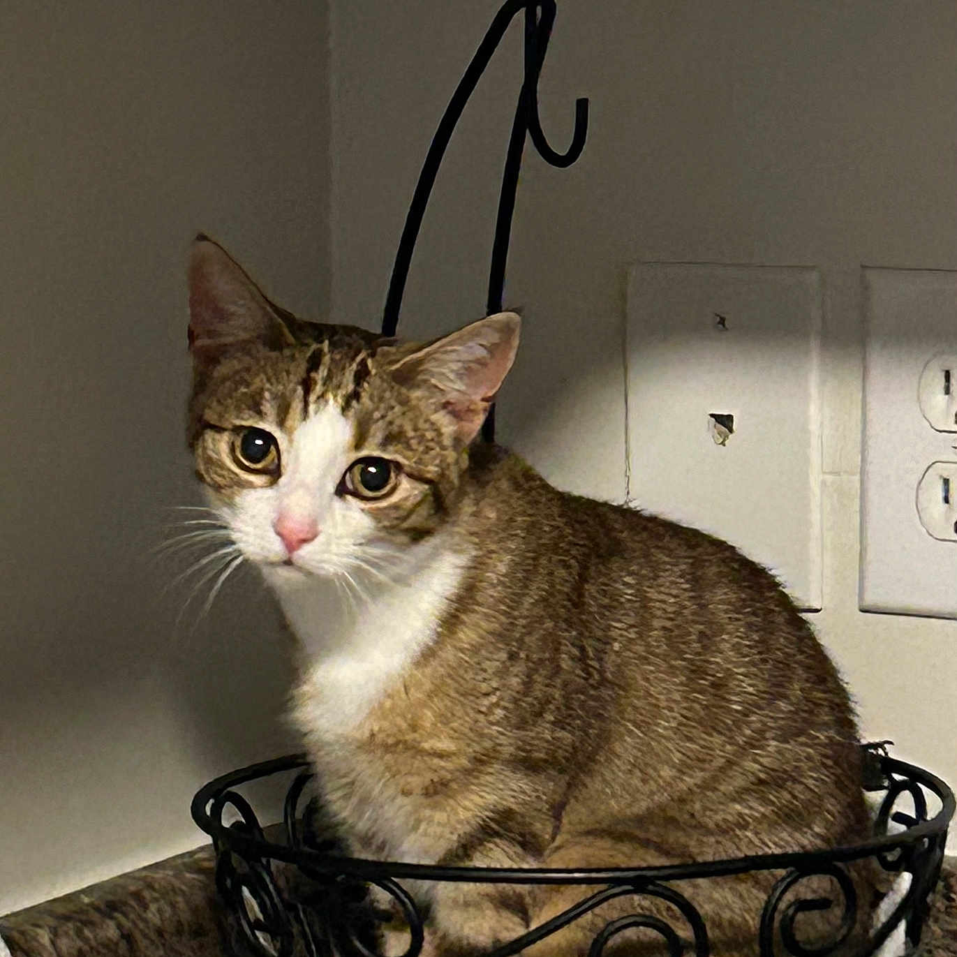 Missy is registered to the contest to win money with this photo: animal, basket, cat, closeup, countertop, curious, decorative, ears, eyes, face, feline, indoor, kitchen, metal, paper_towels, pet, sitting, tabby, wall_outlet, whiskers