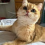 cat, orange_tabby, fur, whiskers, bed, indoor, pet, animal, cute, looking_up, curious, soft_lighting, plush, relaxed, close_up, domestic, feline, resting, cozy, household