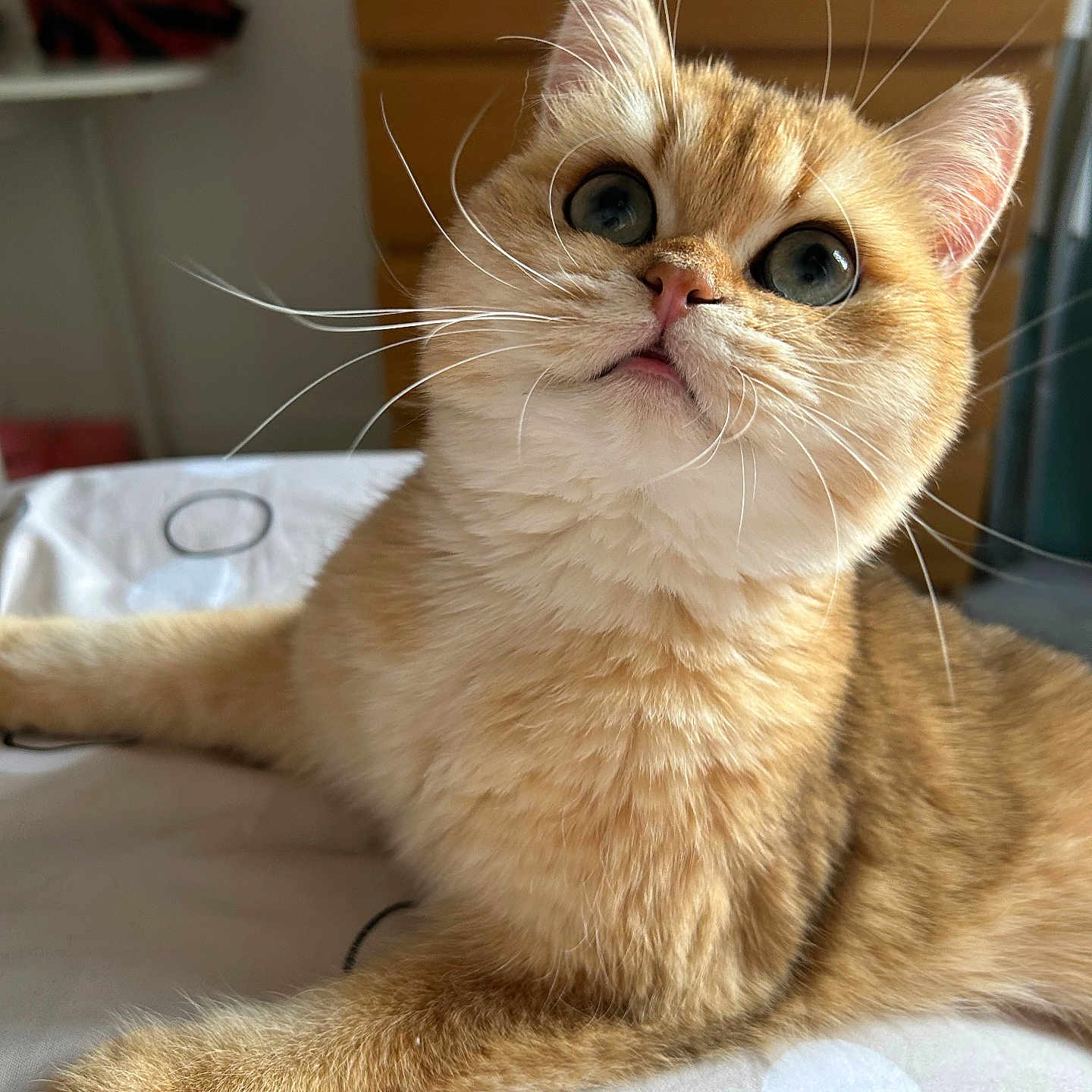 Nouchka a rejoint le concours — aidez-le/la à gagner de superbes lots ! animal, bed, cat, close_up, cozy, curious, cute, domestic, feline, fur, household, indoor, looking_up, orange_tabby, pet, plush, relaxed, resting, soft_lighting, whiskers