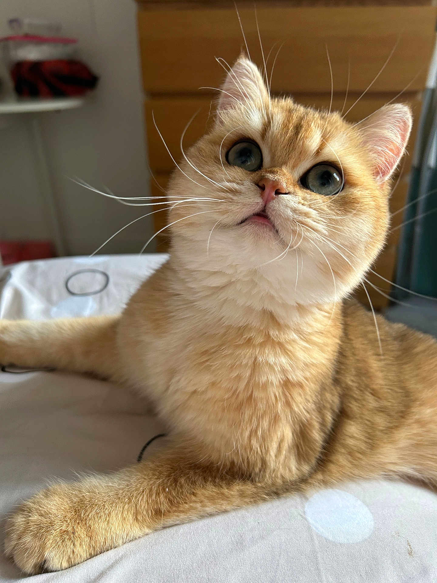 Nouchka a rejoint le concours — aidez-le/la à gagner de superbes lots ! cat, orange_tabby, fur, whiskers, bed, indoor, pet, animal, cute, looking_up, curious, soft_lighting, plush, relaxed, close_up, domestic, feline, resting, cozy, household