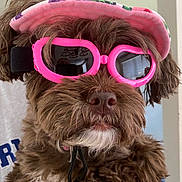 Georgie joined the competition — help win amazing prizes! dog, brown, fluffy, goggles, pink, visor, pet, closeup, indoor, cute, furry, face, portrait, animal, accessory, funny, fashion, wearing, headgear, adorable