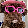 dog, brown, fluffy, goggles, pink, visor, pet, closeup, indoor, cute, furry, face, portrait, animal, accessory, funny, fashion, wearing, headgear, adorable