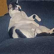 Babyboog joined the competition — help win amazing prizes! abyssinian, animal, architecture, armchair, building, cat, chair, couch, cushion, furniture, homedecor, indoors, kitten, linen, livingroom, manx, person, pet, room, siamese