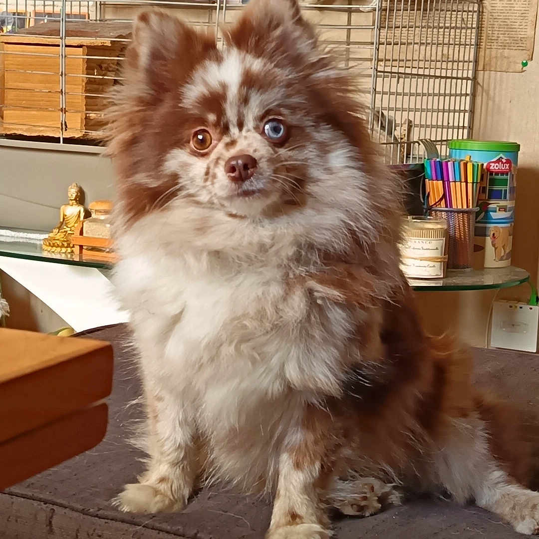 Ayaka a rejoint le concours — aidez-le/la à gagner de superbes lots ! animal, blue_eye, books, brown_and_white, brown_eye, buddha_statue, cage, couch, curious, decor, dog, fluffy, furniture, heterochromia, indoor, pens, pet, plush_toy, portrait, seated