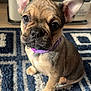 puppy, dog, pet, indoor, cute, ears, collar, fur, carpet, pattern, floor, animal, young, brown, black, small, sitting, looking_up, closeup, portrait