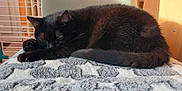 Divine participe au concours pour gagner de l'argent avec cette photo : black_cat, cat, sleeping, pet, animal, fur, cozy, blanket, indoor, resting, tail, whiskers, paw, sunlight, furniture, home, relaxation, cute, domestic_cat, nap