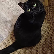 Divine participe au concours pour gagner de l'argent avec cette photo : black_cat, cat, pet, animal, green_eyes, fur, whiskers, indoor, floor, rug, wood_floor, curious, looking_up, tail, texture, domestic_cat, feline, sitting, close_up, cute