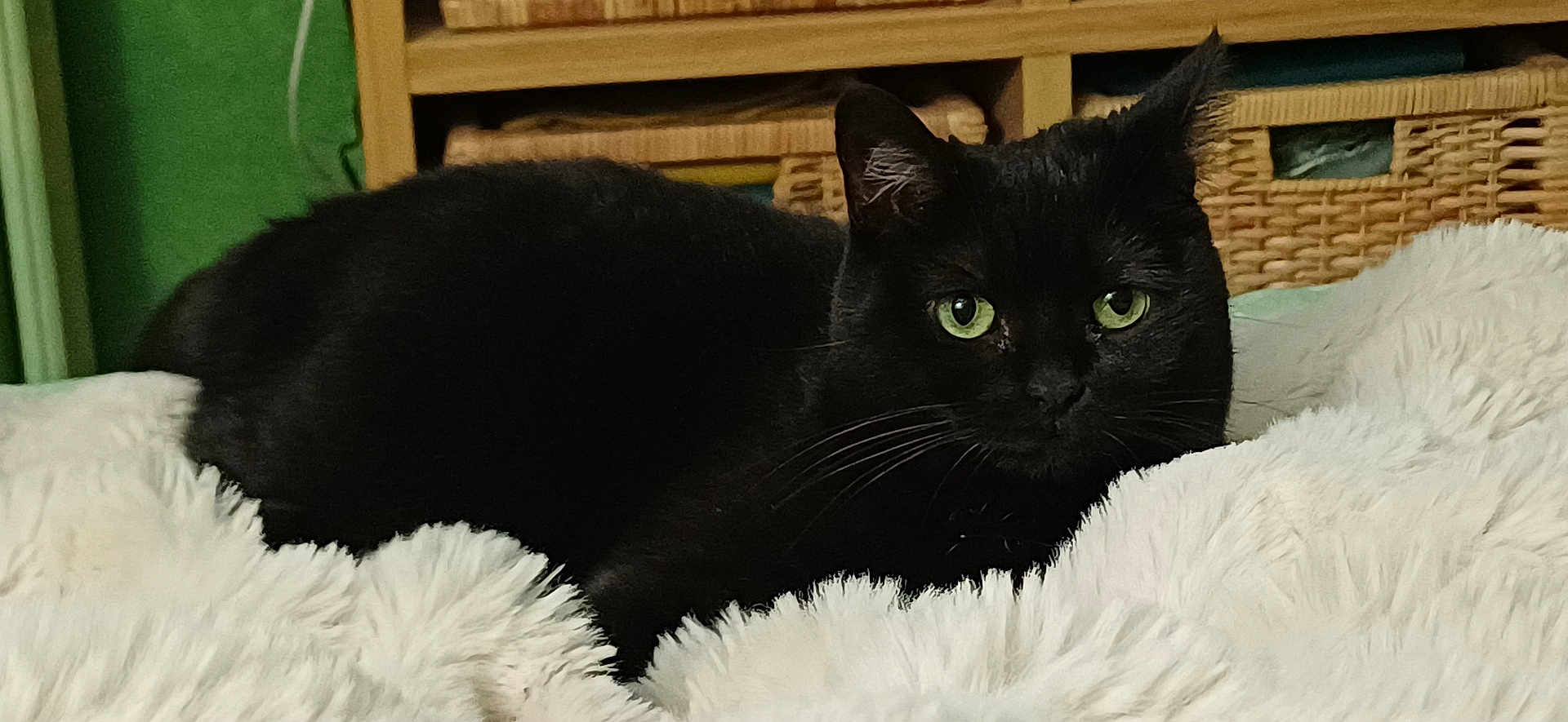 Divine a rejoint le concours — aidez-le/la à gagner de superbes lots ! black_cat, cat, green_eyes, fluffy_blanket, indoor, furniture, wicker_basket, wooden_shelf, pet, animal, cozy, resting, fur, whiskers, looking, portrait, home, relaxed, cute, domestic_cat