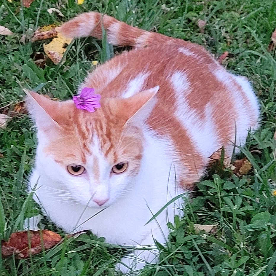Anaka a rejoint le concours — aidez-le/la à gagner de superbes lots ! animal, cat, field, flower, grass, herbal, herbs, kitten, lawn, leaf, manx, nature, outdoors, pet, petal, plant, pottedplant, purple, vegetation, yard