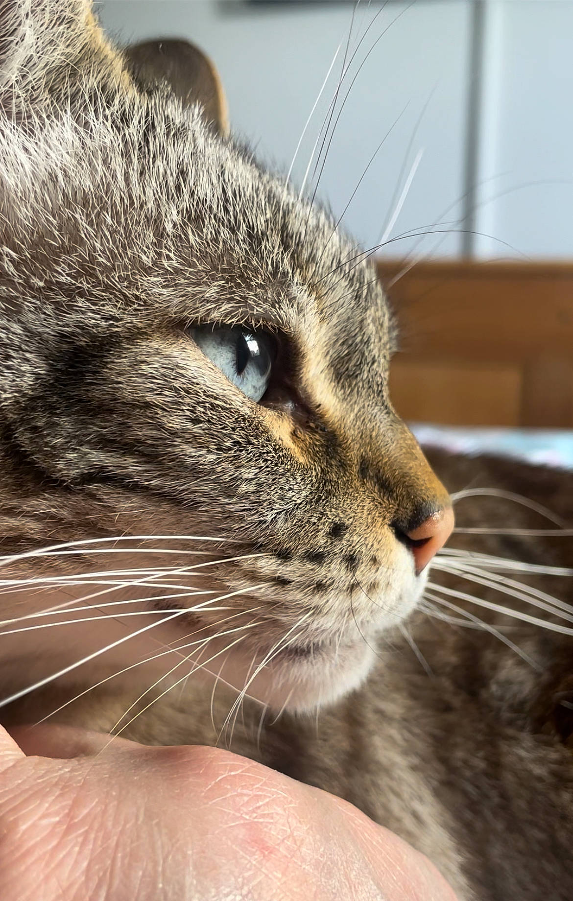Nugget is registered to the contest to win money with this photo: carnivore, cat, close_up, comfort, domestic_short_haired_cat, eye, fawn, felidae, fur, iris, paw, small_to_medium_sized_cats, snout, terrestrial_animal, whiskers, wildlife