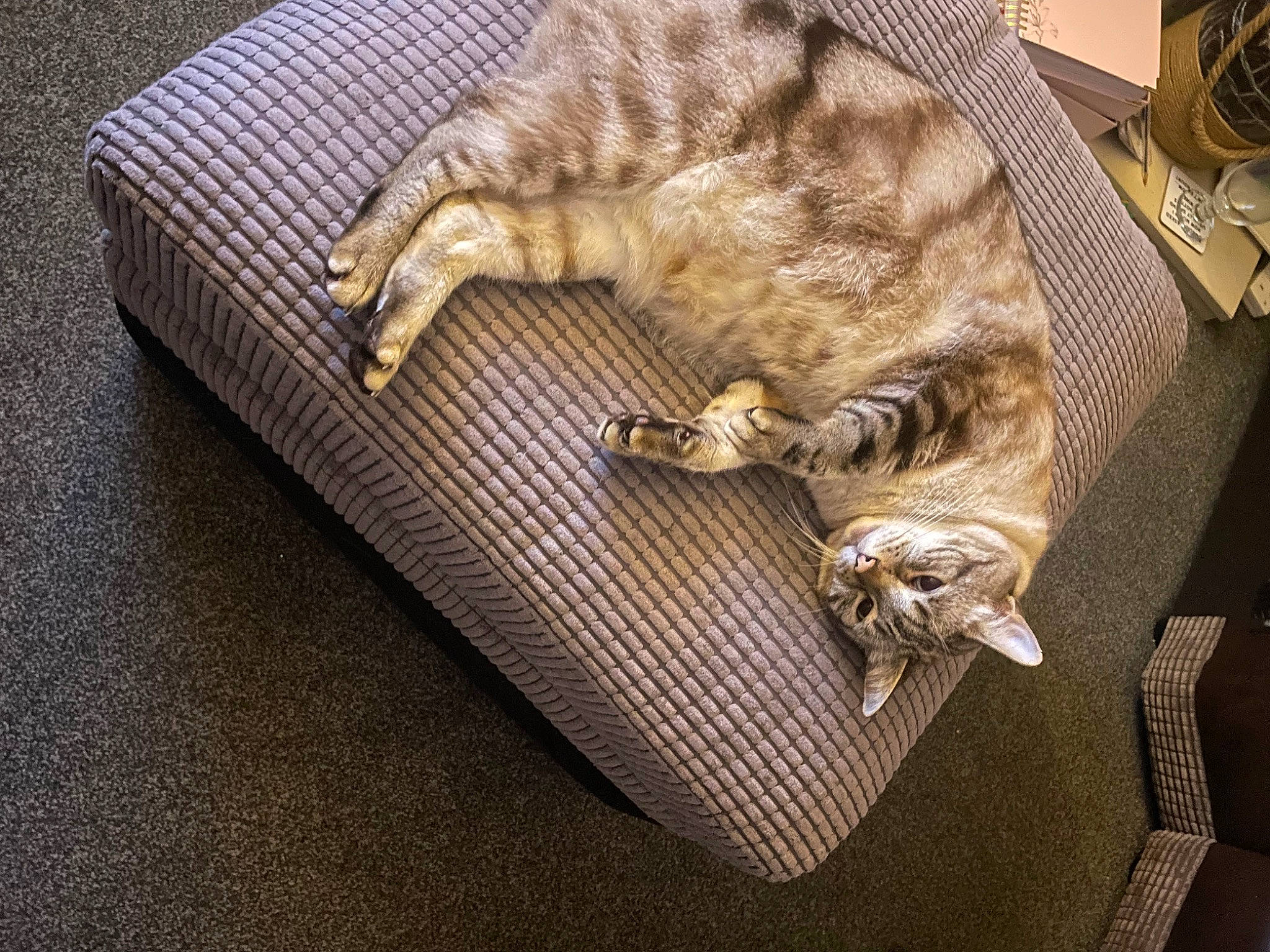 Nugget is registered to the contest to win money with this photo: canidae, carnivore, cat, claw, comfort, domestic_short_haired_cat, fawn, felidae, fur, linens, nap, paw, small_to_medium_sized_cats, sporting_group, tableware, tail, terrestrial_animal, whiskers, wine_glass, wood