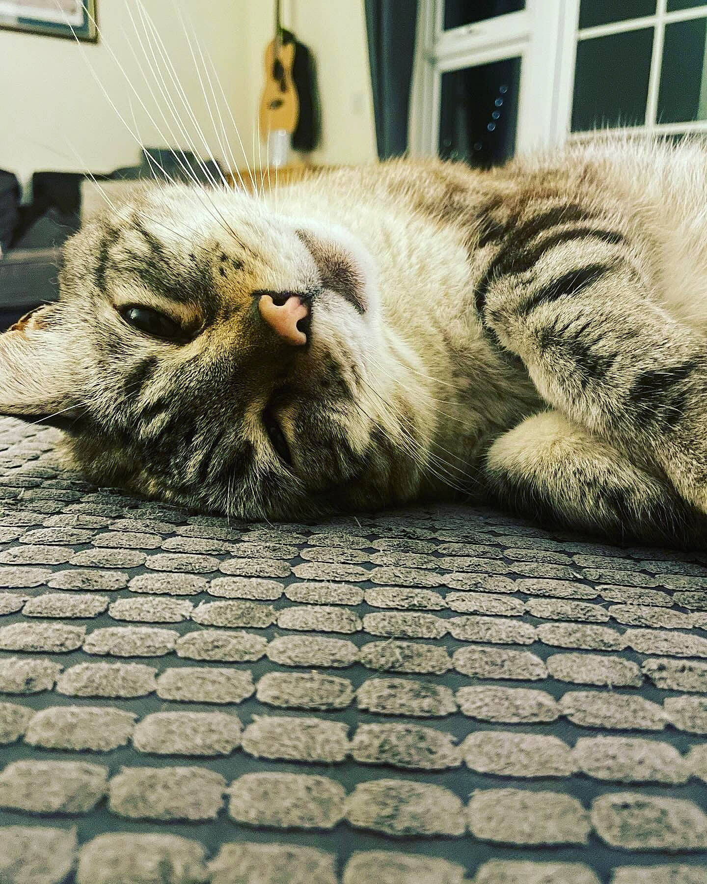 Nugget is registered to the contest to win money with this photo: carnivore, cat, claw, close_up, cobblestone, comfort, domestic_short_haired_cat, felidae, floor, flooring, fur, grey, metal, nap, paw, road_surface, small_to_medium_sized_cats, snout, whiskers, wood