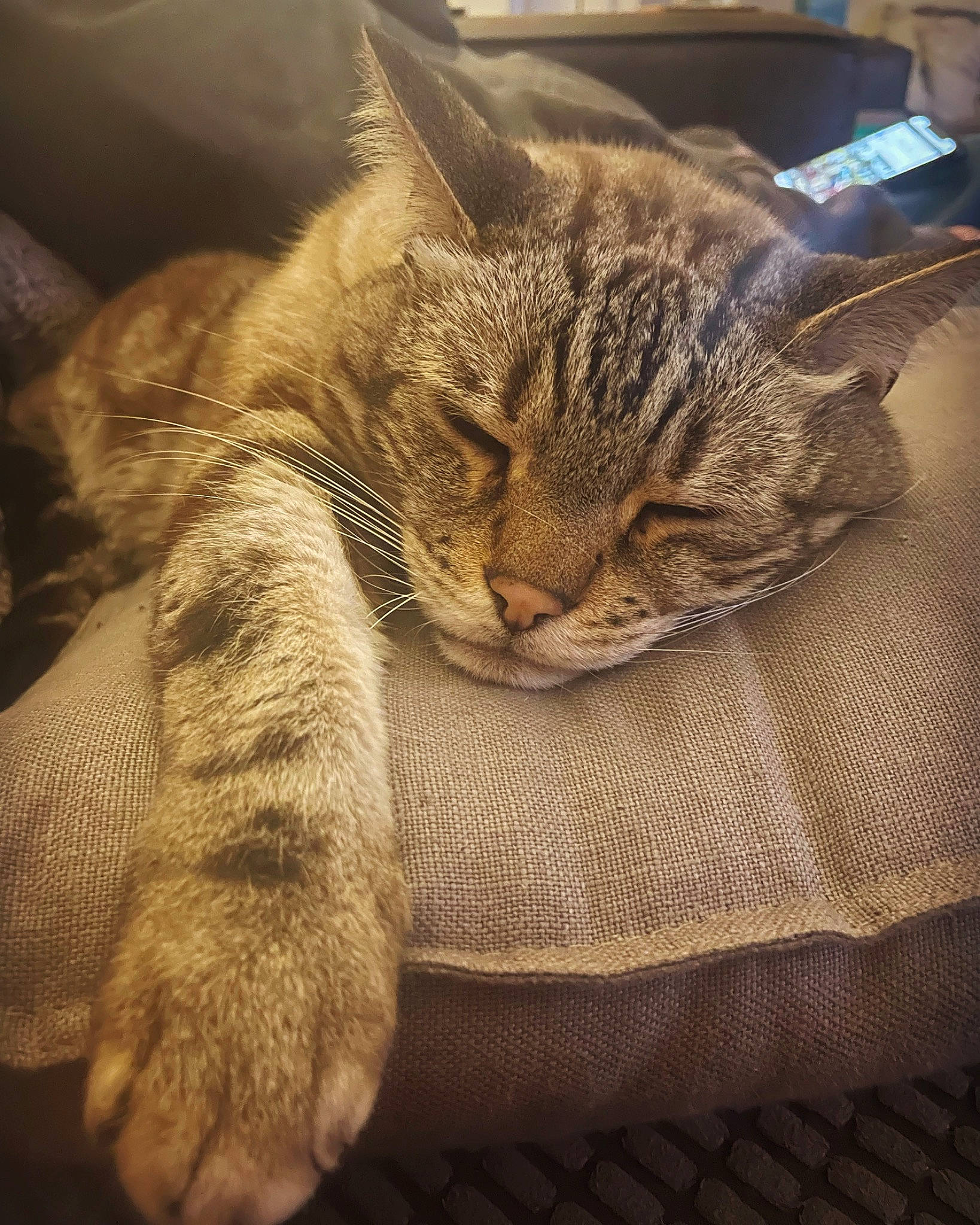 Nugget is registered to the contest to win money with this photo: carnivore, cat, claw, cloud, comfort, domestic_short_haired_cat, eye, fawn, felidae, fur, linens, nap, paw, small_to_medium_sized_cats, snout, tail, textile, tree, whiskers, wood