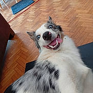 Uchi a rejoint le concours — aidez-le/la à gagner de superbes lots ! dog, blue_eyes, happy, smiling, tongue_out, playful, fur, white_fur, black_spots, indoor, wooden_floor, furniture, red_cord, pet, canine, close_up, lying_down, funny_face, domestic_animal, companion