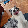 dog, blue_eyes, happy, smiling, tongue_out, playful, fur, white_fur, black_spots, indoor, wooden_floor, furniture, red_cord, pet, canine, close_up, lying_down, funny_face, domestic_animal, companion