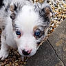 Uchi a rejoint le concours — aidez-le/la à gagner de superbes lots ! puppy, dog, blue_eyes, fur, nose, pebbles, stone, outdoor, close_up, pet, young_animal, curious, cute, animal_face, whiskers, black_and_white, brown_spots, ears, snout, playful