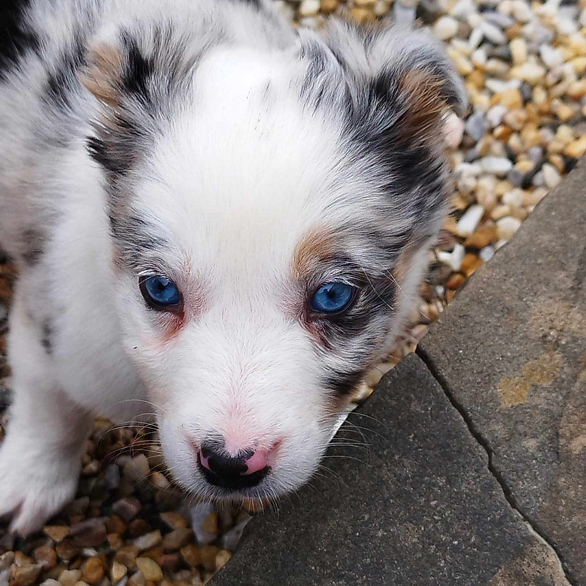 Uchi a rejoint le concours — aidez-le/la à gagner de superbes lots ! puppy, dog, blue_eyes, fur, nose, pebbles, stone, outdoor, close_up, pet, young_animal, curious, cute, animal_face, whiskers, black_and_white, brown_spots, ears, snout, playful