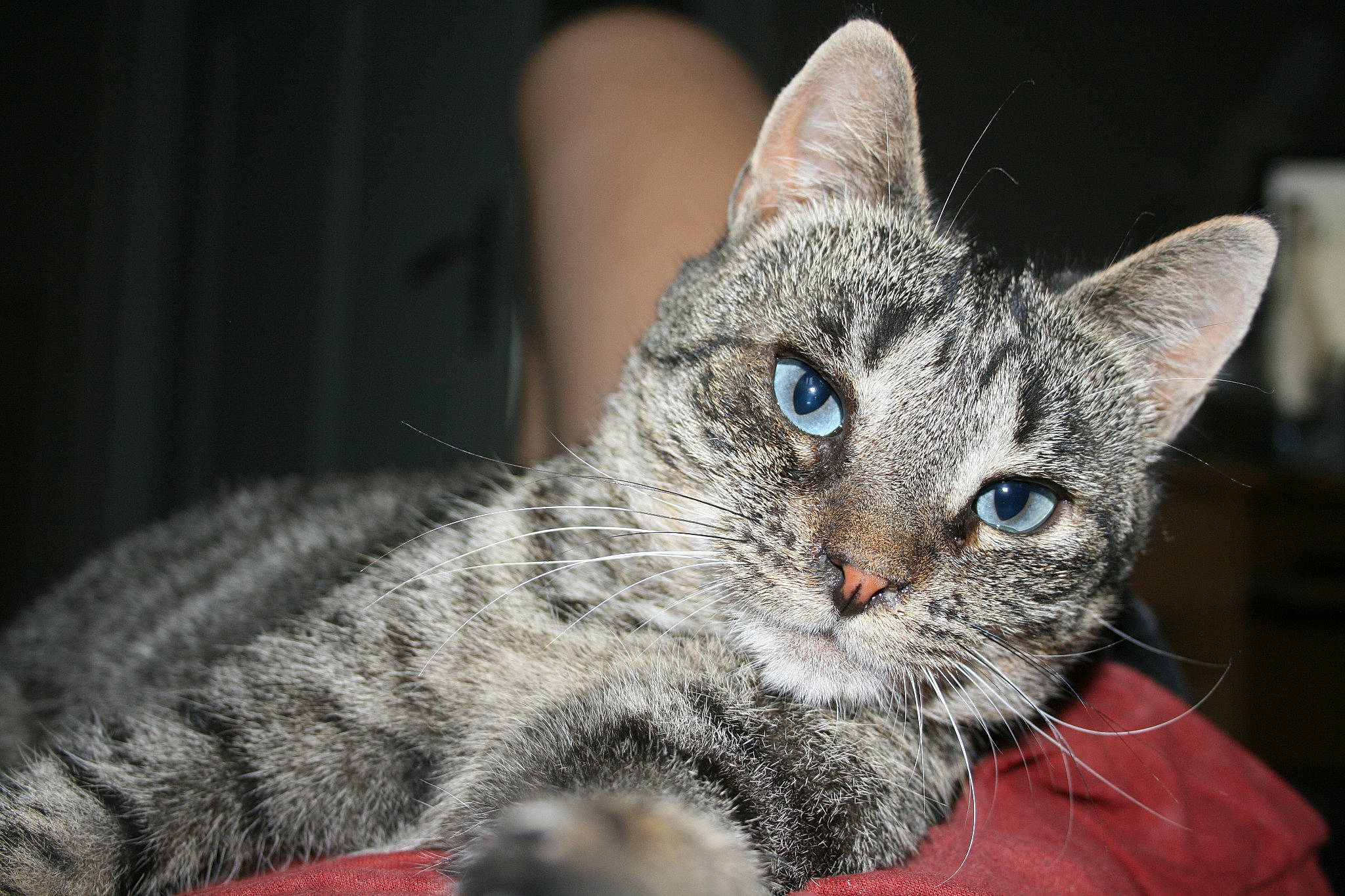 Fifi a rejoint le concours — aidez-le/la à gagner de superbes lots ! american_shorthair, american_wirehair, asian, australian_mist, california_spangled, carnivore, cat, domestic_short_haired_cat, dragon_li, egyptian_mau, european_shorthair, eye, felidae, kitten, mammal, small_to_medium_sized_cats, snout, tabby_cat, vertebrate, whiskers