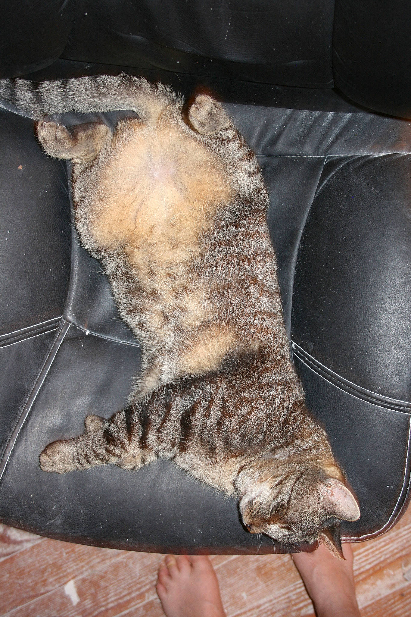 Fifi a rejoint le concours — aidez-le/la à gagner de superbes lots ! carnivore, cat, claw, fawn, felidae, fur, paw, snout, tail