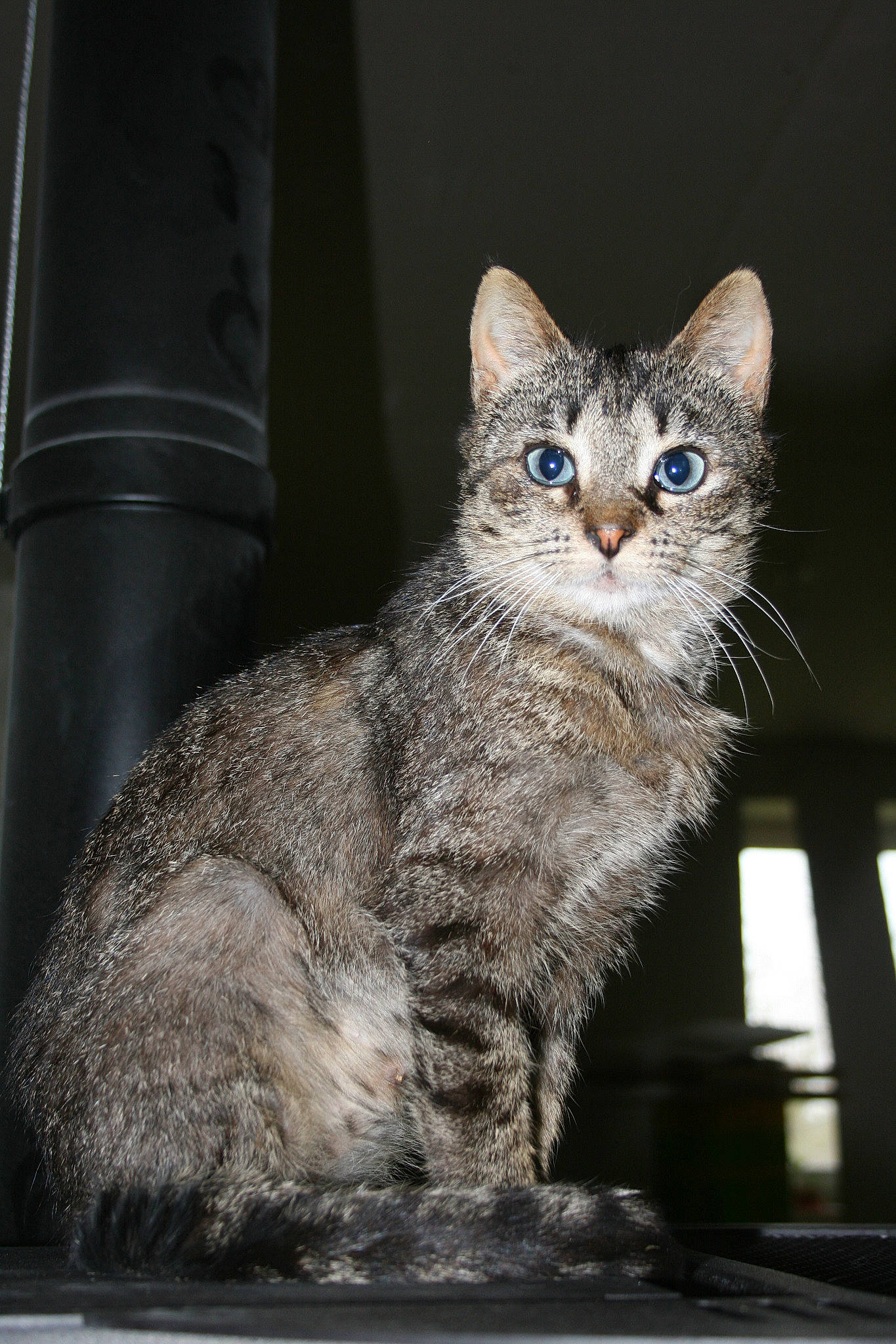 Fifi a rejoint le concours — aidez-le/la à gagner de superbes lots ! asian, british_semi_longhair, california_spangled, carnivore, cat, domestic_short_haired_cat, dragon_li, european_shorthair, felidae, fur, german_rex, kitten, mammal, pixie_bob, small_to_medium_sized_cats, snout, tabby_cat, vertebrate, whiskers, wild_cat