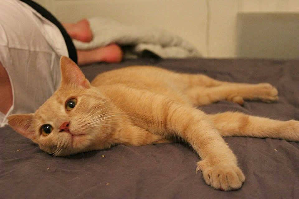 Marley participe au concours pour gagner de l'argent avec cette photo : aegean_cat, arabian_mau, carnivore, cat, claw, domestic_short_haired_cat, european_shorthair, fawn, felidae, kitten, mammal, paw, small_to_medium_sized_cats, snout, tail, whiskers