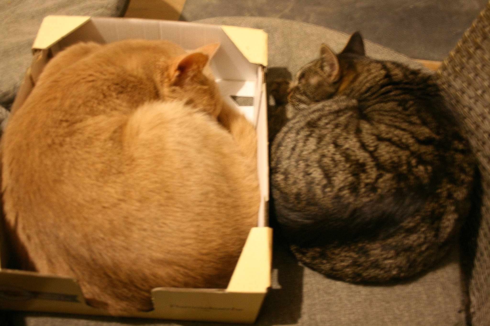 Marley a rejoint le concours — aidez-le/la à gagner de superbes lots ! asian, box, carnivore, cat, cat_bed, domestic_short_haired_cat, european_shorthair, fawn, felidae, fur, small_to_medium_sized_cats, tabby_cat, tail, whiskers