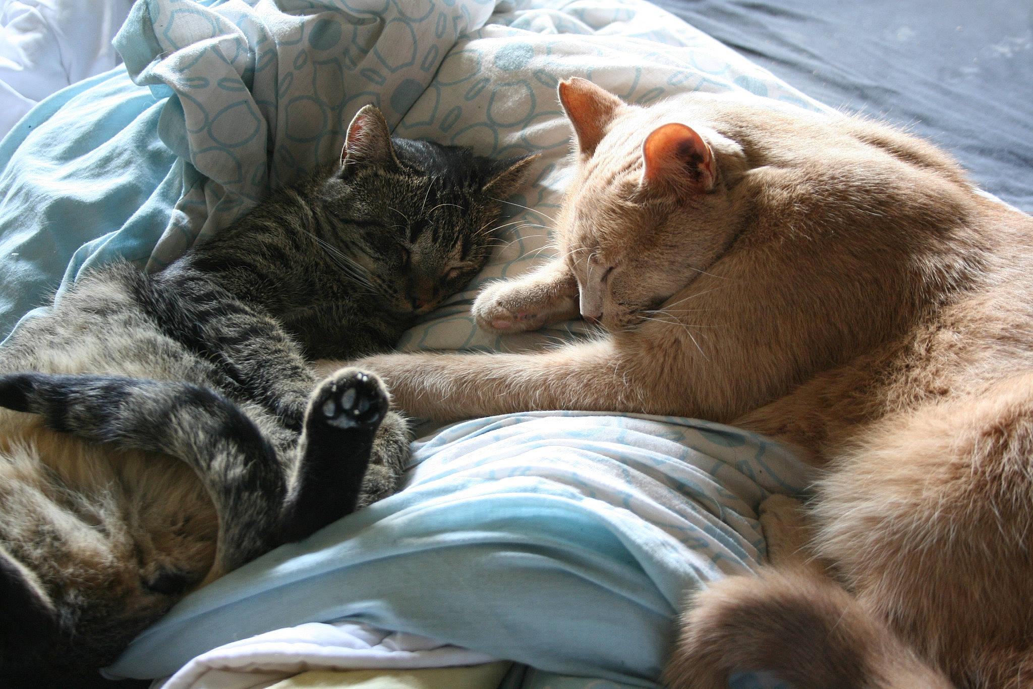 Marley a rejoint le concours — aidez-le/la à gagner de superbes lots ! aegean_cat, carnivore, cat, comfort, domestic_short_haired_cat, dragon_li, european_shorthair, felidae, fur, kitten, nap, sleep, small_to_medium_sized_cats, tabby_cat, whiskers