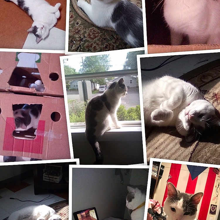 Dallas joined the competition — help win amazing prizes! animal, art, bed, bedroom, canine, car, cat, collage, couch, dog, furniture, homedecor, indoors, kitten, manx, pet, room, siamese, transportation, vehicle