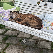 Frankie is registered to the contest to win money with this photo: dog, sleeping, bench, pillow, outdoor, garden, flower, greenery, pet, resting, white, wooden, backyard, paving_stone, nature, summer, relaxation, animal, peaceful, comfort