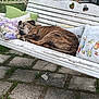 dog, sleeping, bench, pillow, outdoor, garden, flower, greenery, pet, resting, white, wooden, backyard, paving_stone, nature, summer, relaxation, animal, peaceful, comfort