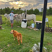 Mimi joined the competition — help win amazing prizes! animal, bucket, cloudy_sky, cow, dog, fence, field, flower, grass, greenery, man, nature, outdoor, person, pet, plant, rural, sign, sunset, trash_bin