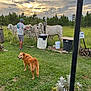 animal, bucket, cloudy_sky, cow, dog, fence, field, flower, grass, greenery, man, nature, outdoor, person, pet, plant, rural, sign, sunset, trash_bin