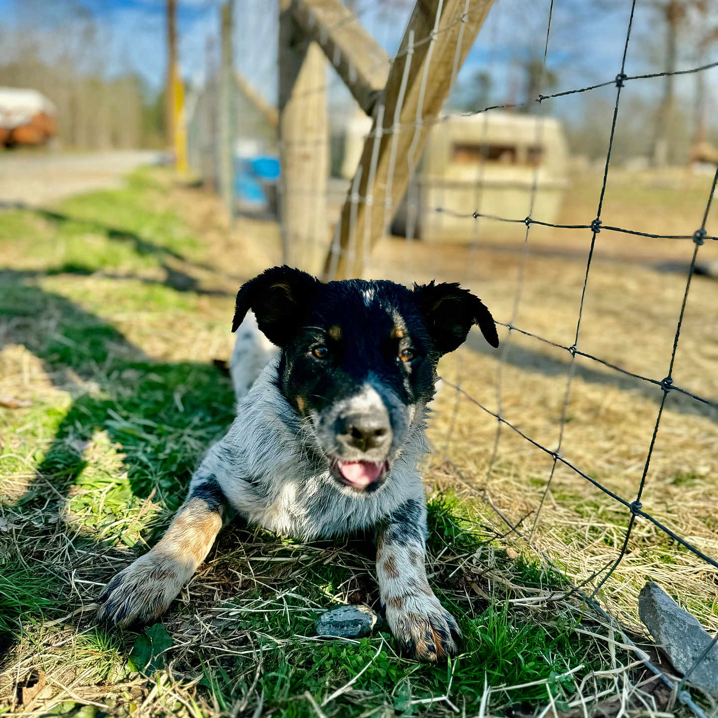 River joined the competition — help win amazing prizes! animal, architecture, backyard, building, canine, countryside, dog, fence, field, grass, grassland, nature, outdoors, pet, plant, puppy, shelter, straw, tree, yard