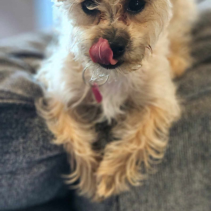 Naila is registered to the contest to win money with this photo: dog, small_dog, flower_clip, yellow_flower, pet, cute, fluffy, tongue_out, licking_nose, indoor, couch, gray_couch, close_up, portrait, fur, animal, companion, domestic_animal, relaxed, pet_accessory