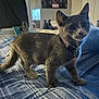 Jessie joined the competition — help win amazing prizes! cat, gray_cat, pet, indoor, bed, bedspread, plaid, collar, bell, furniture, room, curious, animal, domestic_animal, mammal, whiskers, ears, tail, soft_lighting, cozy