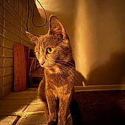 Jessie is registered to the contest to win money with this photo: cat, gray_cat, animal, pet, indoor, brick_wall, warm_lighting, shadow, texture, ears, whiskers, floor, feline, portrait, sitting, closeup, yellow_eyes, cozy, wood, calm